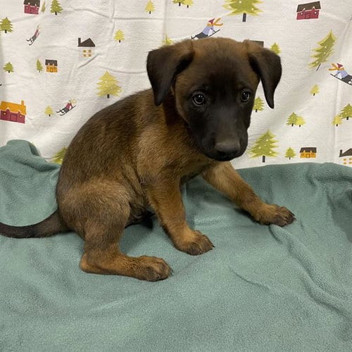 Photo of Will, adoptable German Shepherd Dog in Modesto, California