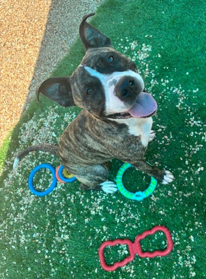 Photo of Dirk (Underdog), adoptable Terrier in New Orleans, Louisiana