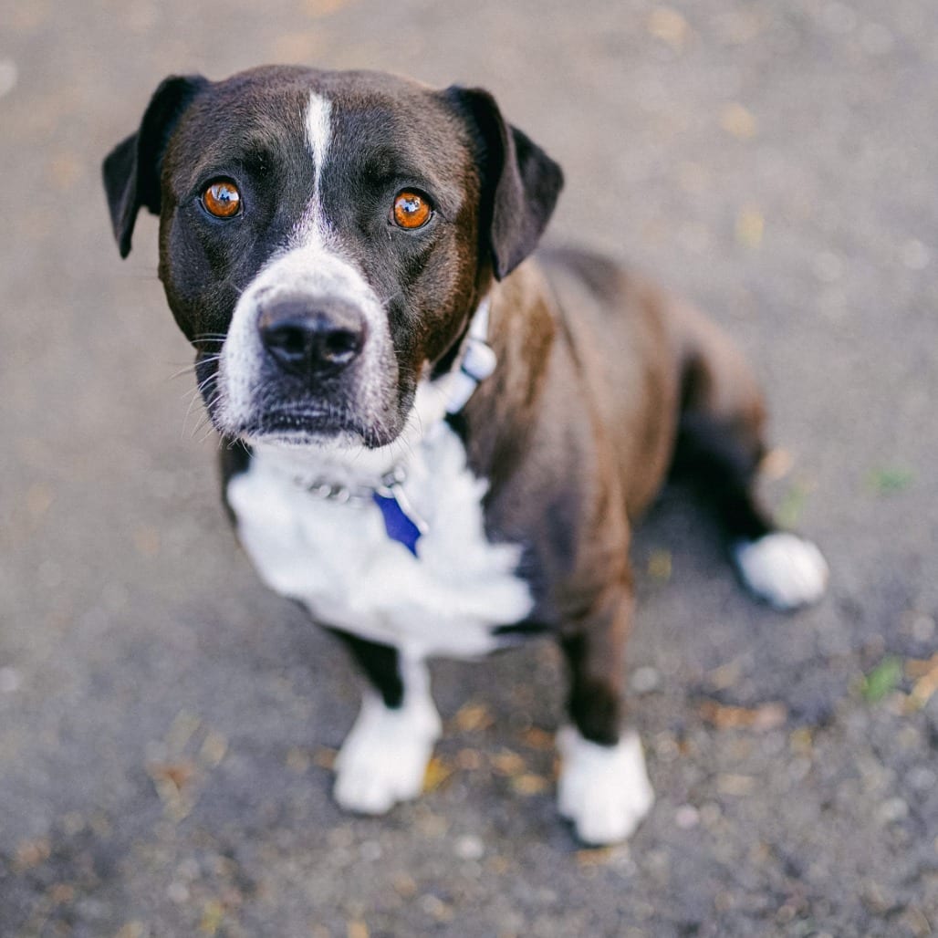 Photo of Dooders, adoptable Mixed Breed (Large) in San Francisco, California