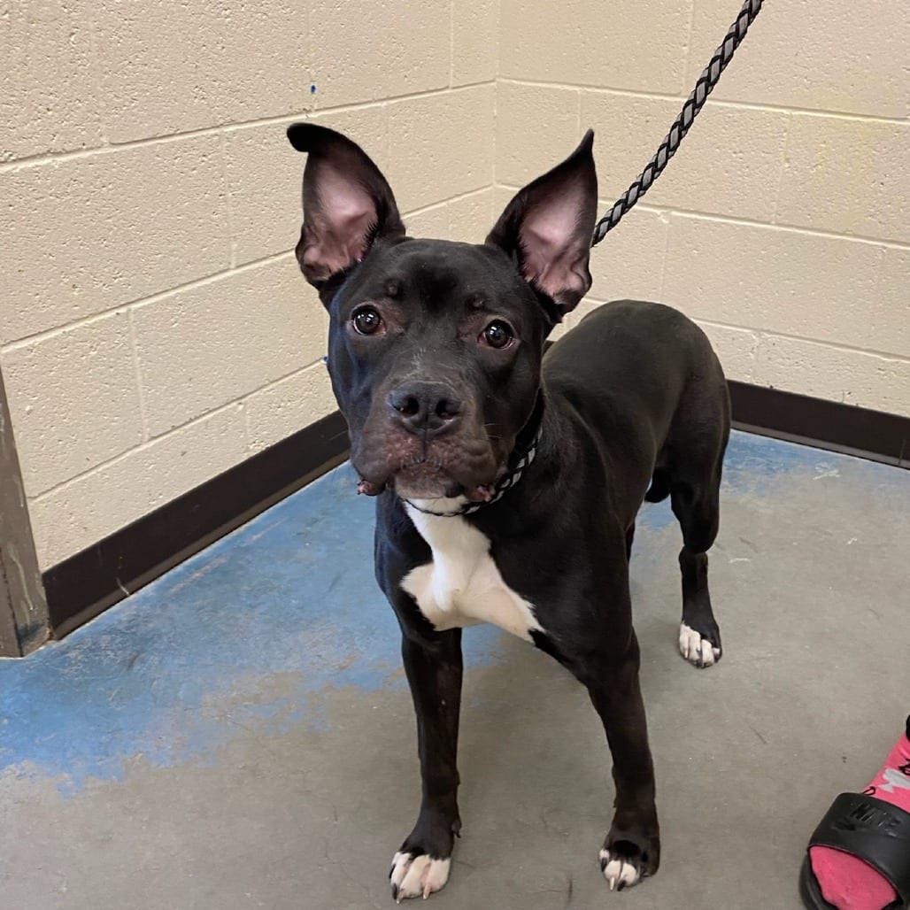 Photo of Stoni, adoptable dog