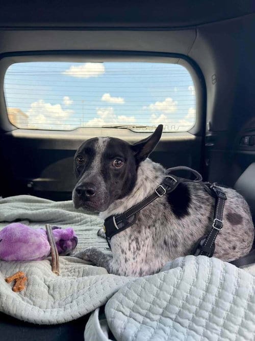 Photo of Jax, adoptable Terrier in Abbeville, Louisiana