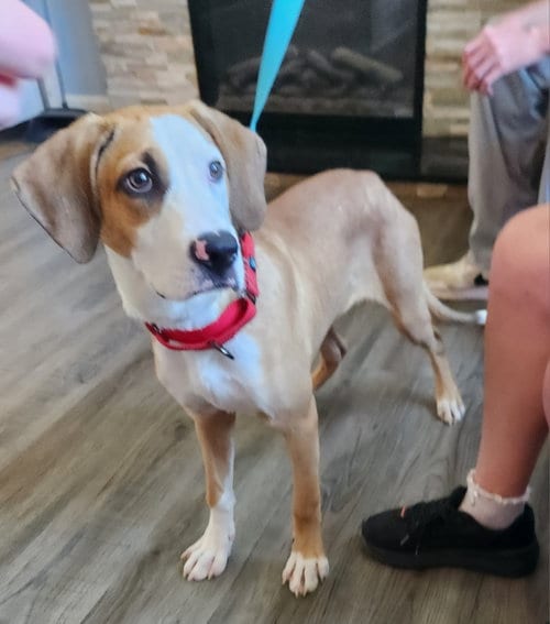 Photo of Neo, adoptable Hound in Fairfax, Virginia