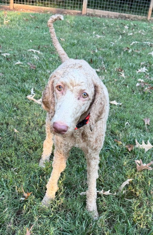 Photo of Dolly Sep 26, adoptable Poodle (Standard) in Pacolet, South Carolina