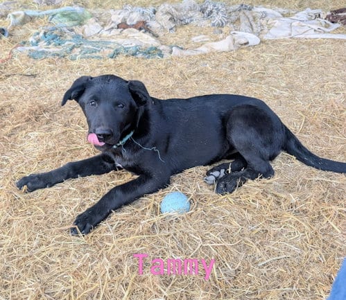 Photo of Tammy, adoptable Belgian Shepherd Malinois in Yreka, California