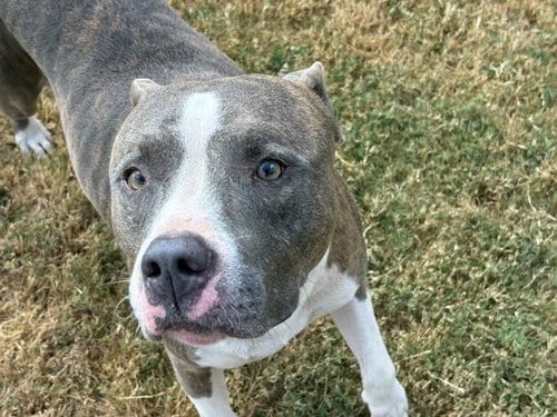 Photo of Web, adoptable Pit Bull Terrier in Tulsa, Oklahoma