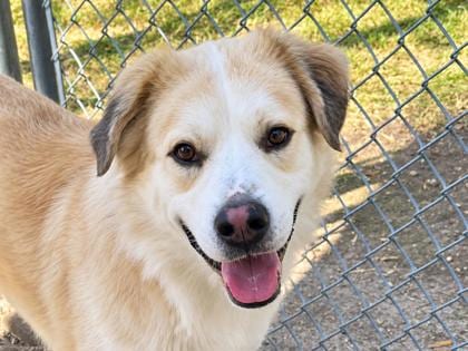 Photo of Apricot, adoptable dog in Georgetown, Texas
