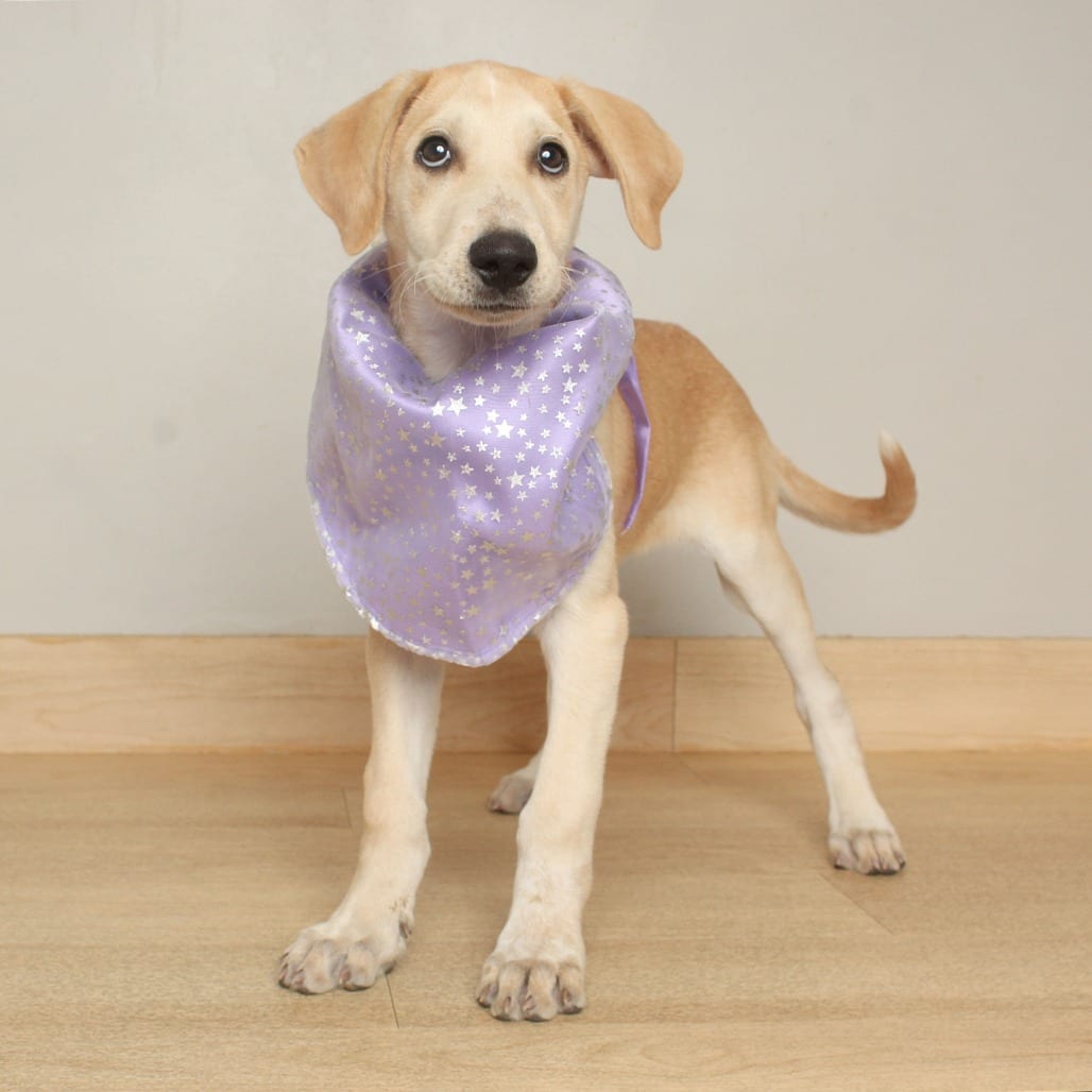 Photo of Dawn D71630, adoptable Retriever, Labrador / Mixed Breed (Medium) in Minnesota, Minnesota