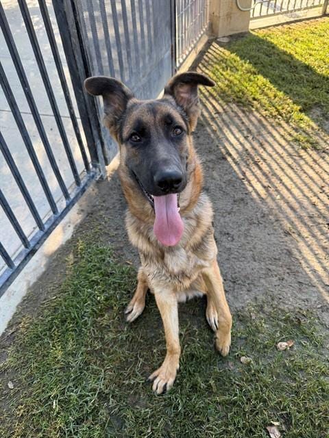 Photo of Devin, adoptable German Shepherd Dog in Riverside, California
