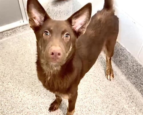 Photo of Star Fire, adoptable Australian Kelpie in Houston, Texas
