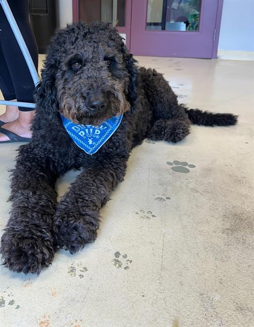 Photo of Diesel, adoptable Poodle (Standard) in Santa Cruz, California