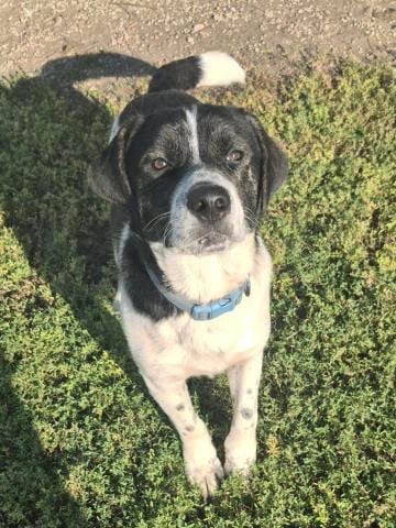 Photo of Spur, adoptable Pit Bull Terrier in Decatur, Illinois