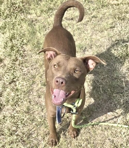 Photo of Sassy, adoptable Labrador Retriever in Houston, Texas