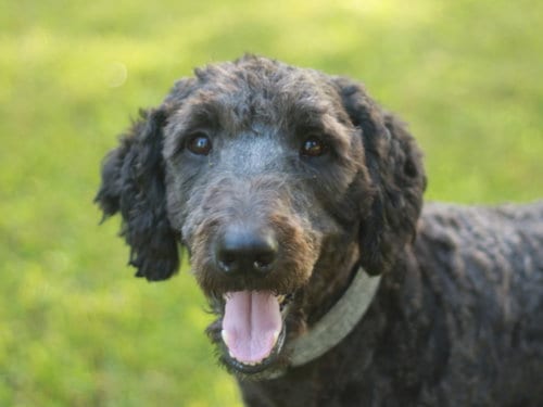 Photo of Baxter - MEET ME@ DOGAPALOOZA, adoptable Poodle (Standard) in Cookeville, Tennessee