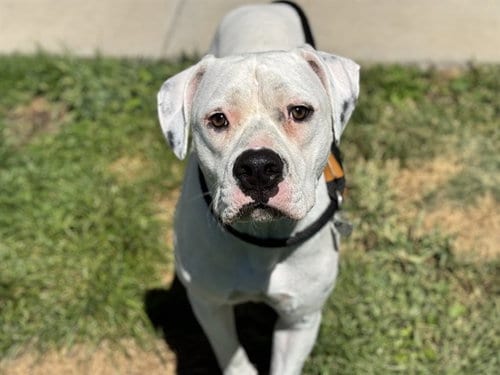Photo of Treacle, adoptable Boxer in Pueblo, Colorado