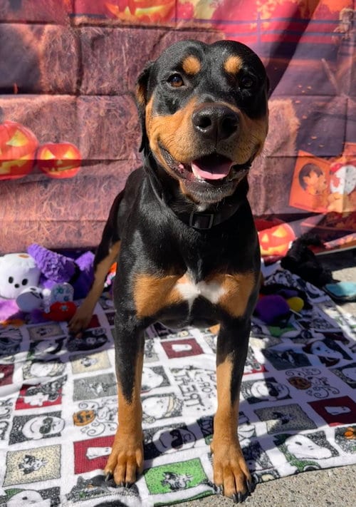 Photo of Chongers, adoptable Rottweiler in Lake Elsinore, California