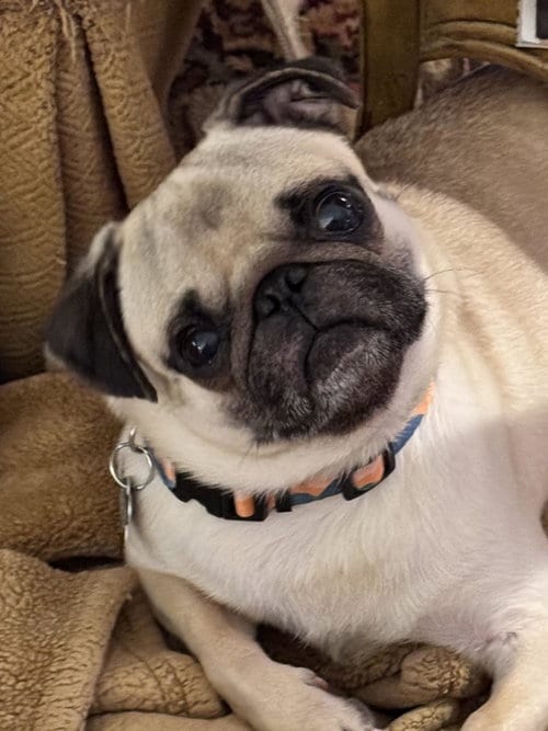 Photo of 4020 -2026 Milo, adoptable Pug in Elizabeth City, North Carolina