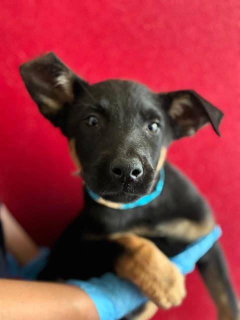 Photo of A256326, adoptable Belgian Shepherd Malinois in Visalia, California