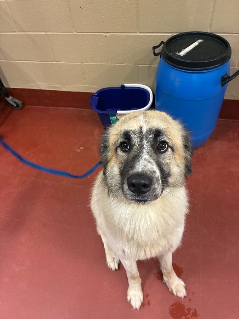 Photo of Chuck, adoptable Anatolian Shepherd in Douglasville, Georgia