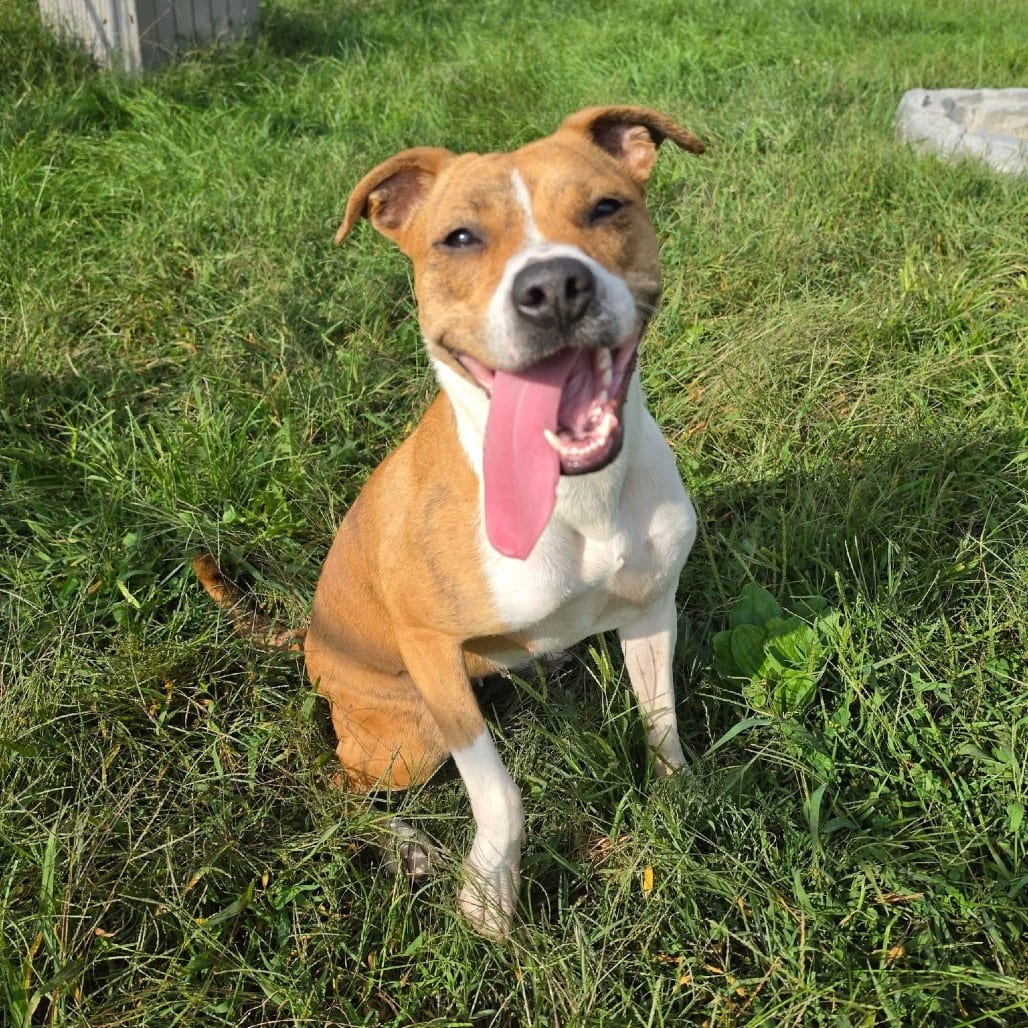 Photo of Mika, adoptable Mixed Breed (Medium) in Waynesboro, Pennsylvania