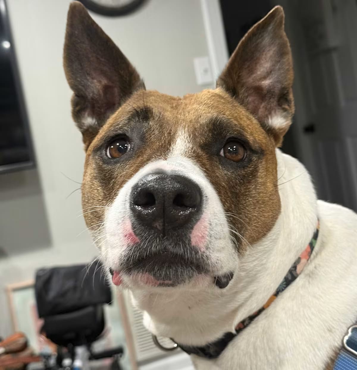 Photo of Coco, adoptable Pit Bull Terrier in Nashville, Tennessee