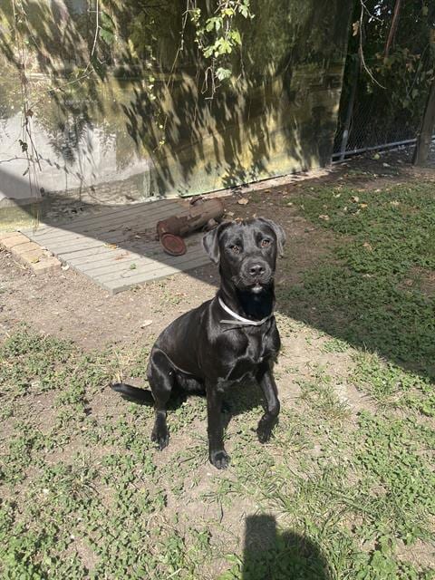 Photo of Cherry, adoptable Labrador Retriever in Houston, Texas