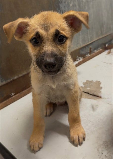 Photo of A433026, adoptable German Shepherd Dog in Conroe, Texas