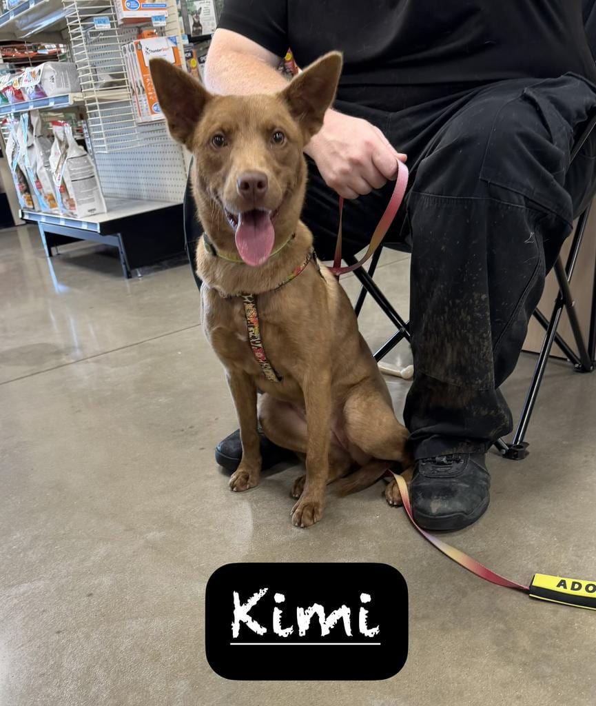 Photo of Kimi, adoptable Carolina Dog in Maumelle, Arkansas