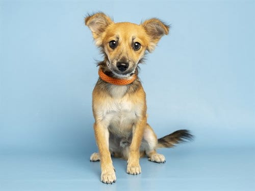 Photo of Harvey, adoptable Papillon in Phoenix, Arizona