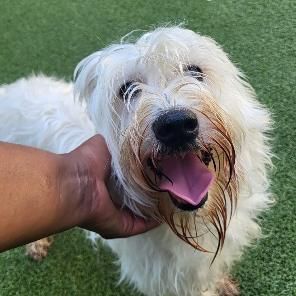 Photo of Jake, adoptable Schnauzer / Mixed Breed (Small) in Chapel Hill, North Carolina