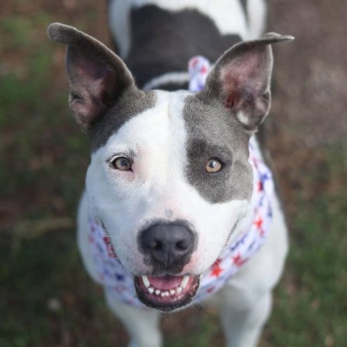 Photo of Amber, adoptable American Staffordshire Terrier in San Antonio, Texas