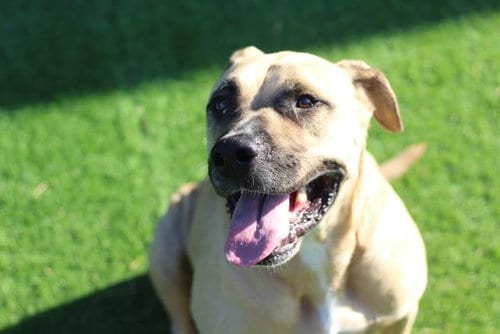 Photo of Charlie, adoptable Mastiff in Grand Prairie, Texas
