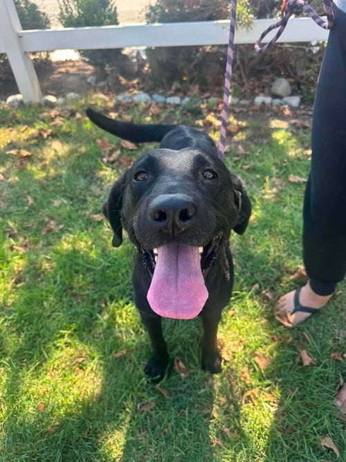 Photo of Molly aka Pippa, adoptable Labrador Retriever in San Diego, California