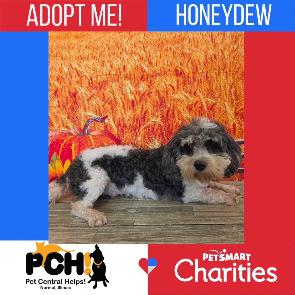 Photo of Honeydew, adoptable Spaniel, Cavalier King Charles / Poodle in Normal, Illinois