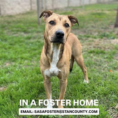 Photo of Morgan, adoptable American Staffordshire Terrier in Modesto, California