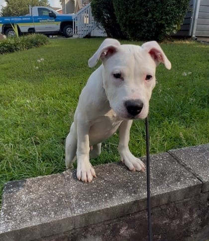 Photo of Dilton, adoptable dog in Chamblee, Georgia