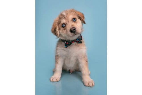 Photo of Only Farmers, adoptable Australian Shepherd in Romoland, California