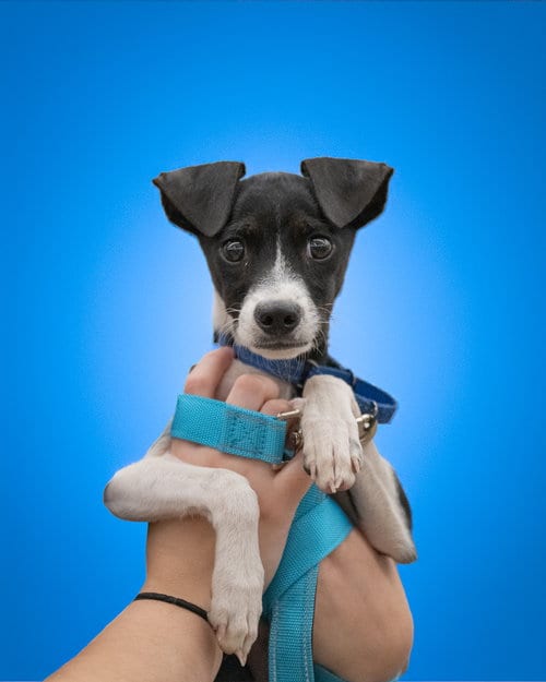 Photo of Lasso, adoptable Unknown breed (short coat) in Holbrook, New York