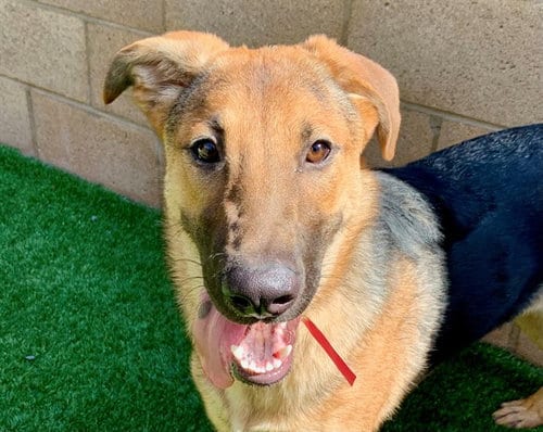 Photo of Laila, adoptable German Shepherd Dog in Moreno Valley, California