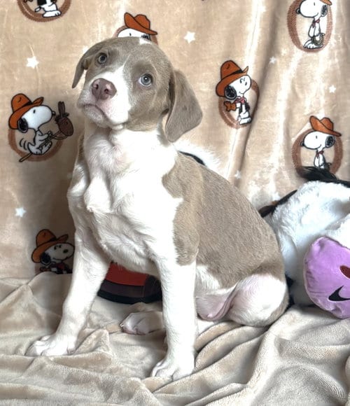 Photo of Sundance, adoptable American Pit Bull Terrier in Wetumpka, Alabama