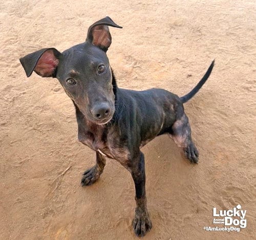 Photo of Ranger, adoptable Labrador Retriever in Washington, District of Columbia