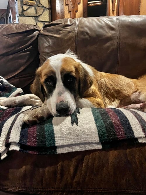 Photo of Rosie, adoptable Saint Bernard in Tabernash, Colorado