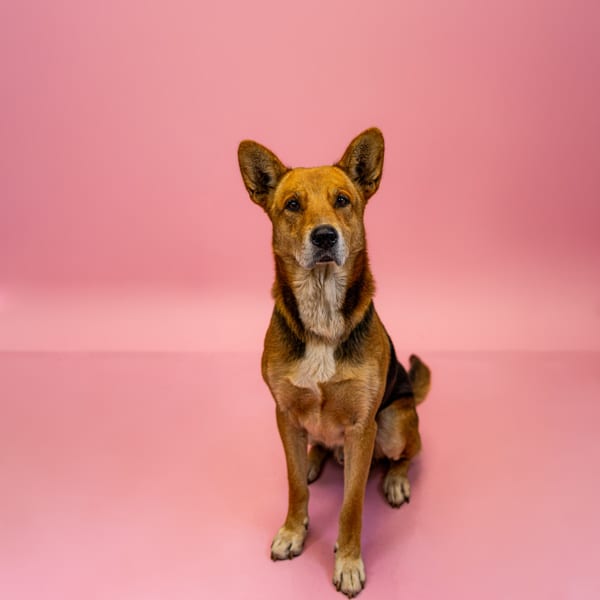 Photo of S'More Hw +, adoptable Shepherd cross in Lawrenceville, Georgia