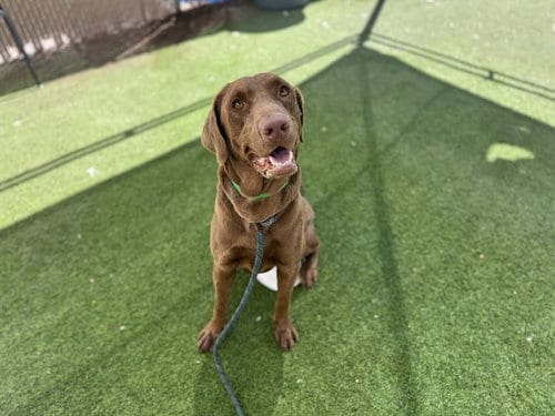 Photo of May, adoptable Labrador Retriever in Phoenix, Arizona