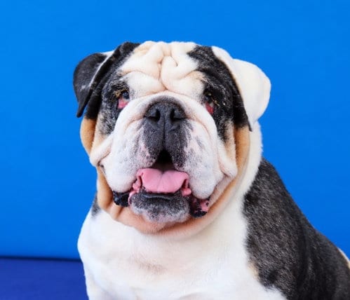 Photo of Buzz, adoptable English Bulldog in Pasadena, California