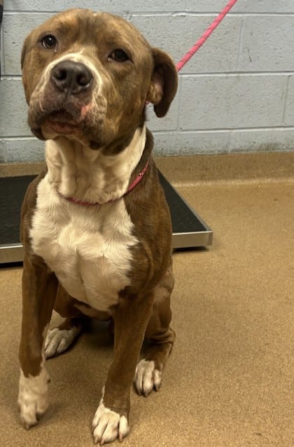 Photo of Maui, adoptable dog in Chamblee, Georgia