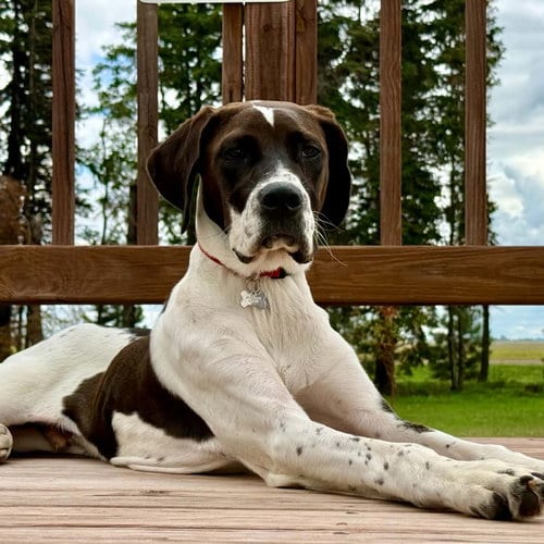 Photo of Walkman, adoptable Retriever in Fargo, North Dakota