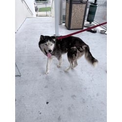 Photo of Legolas, adoptable Husky in Doral, Florida