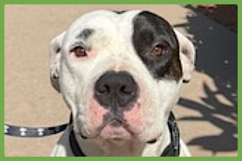 Photo of Boogie, adoptable Dogo Argentino in Amherst, Massachusetts