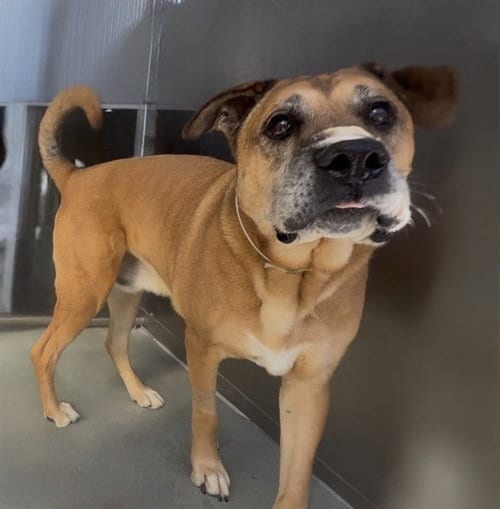 Photo of Bullwinkle, adoptable Boxer in Baldwin Park, California