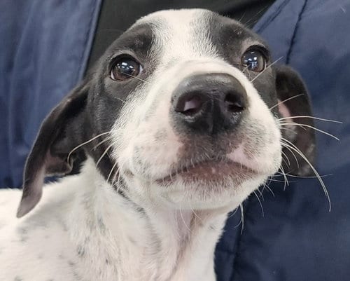 Photo of Sherlock, adoptable Hound in Royal Palm Beach, Florida